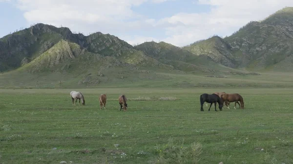 アルタイ山脈の牧草地で馬の放牧 — ストック写真