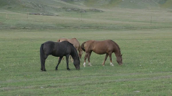 Taylı atlar Altai Dağları 'ndaki bir çayırda otluyor. — Stok fotoğraf
