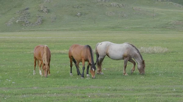 Taylı atlar Altai Dağları 'ndaki bir çayırda otluyor. — Stok fotoğraf