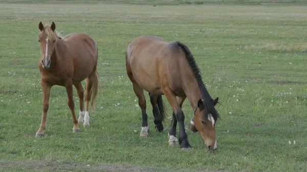 Caballos pastando en un pasto en las montañas de Altai — Foto de Stock