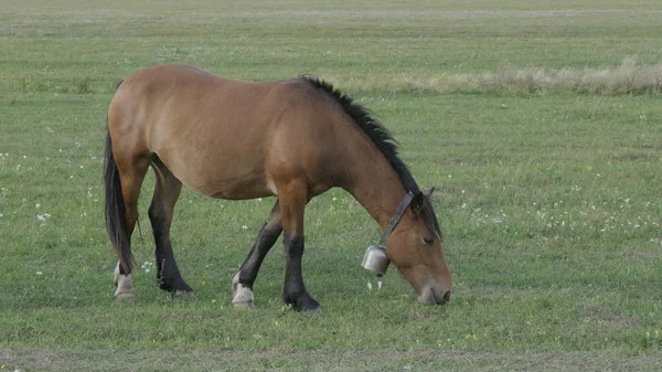 在阿尔泰山脉的牧场上放牧的马 — 图库照片