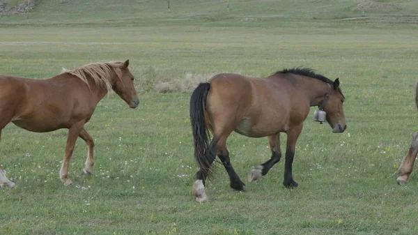 Paarden grazen in een weiland in het Altai-gebergte — Stockfoto