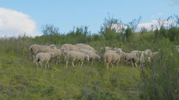 Group of sheep gazing, walking and resting on a green pasture in Altai mountains. Siberia, Russia — Stock Photo, Image