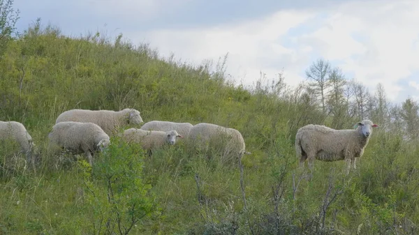 Skupina ovcí, která hledí, kráčí a odpočívá na zelené pastvině v pohoří Altai. Sibiř, Rusko — Stock fotografie