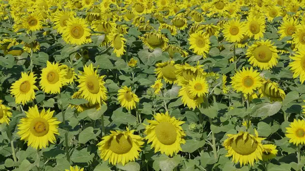 Поле квітучих соняшників з бджолами, що збирають мед — стокове фото