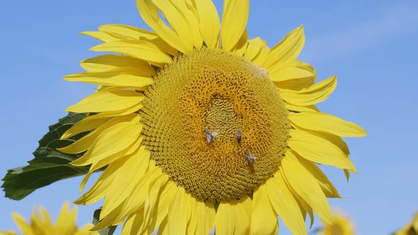 Fält av blommande solrosor med bin samla honung — Stockfoto