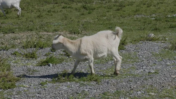 Grupo de ovejas mirando, caminando y descansando en un pasto verde en las montañas de Altai. Siberia, Rusia — Foto de Stock