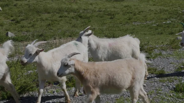 Группа овец смотрит, гуляет и отдыхает на зеленом пастбище в горах Алтая. Сибирь, Россия — стоковое фото
