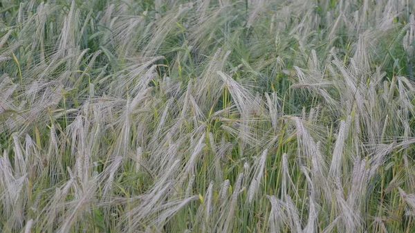 Поля пшеницы в конце лета полностью созрели — стоковое фото