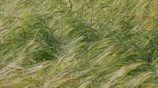 Pole pšenice na konci léta plně zralá — Stock fotografie