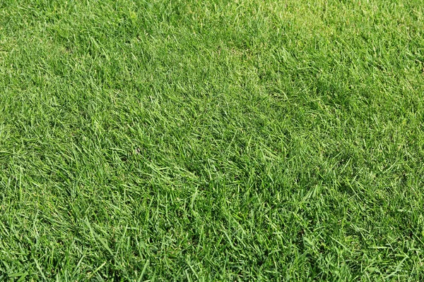 Lush green grass on the soccer field Stock Image