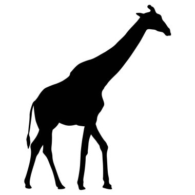 Beyaz arka planda yüksek Afrika zürafasının silüeti.