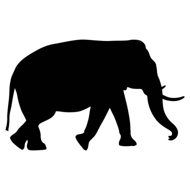 Beyaz arka planda siluet büyük Afrika fili