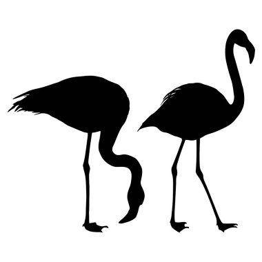 Siluet kuş flamingo beyaz bir arka plan üzerinde