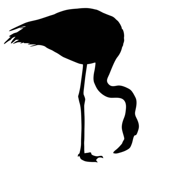 Fenicottero uccello silhouette su sfondo bianco — Vettoriale Stock