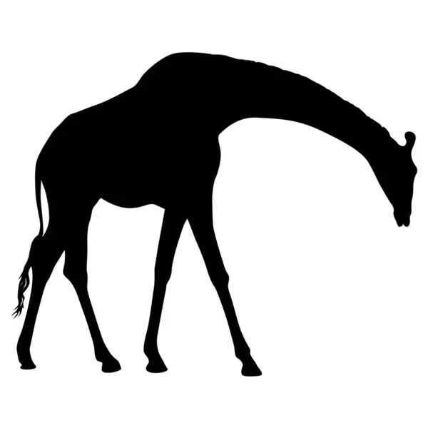 Silhouette einer hochafrikanischen Giraffe auf weißem Hintergrund — Stockvektor