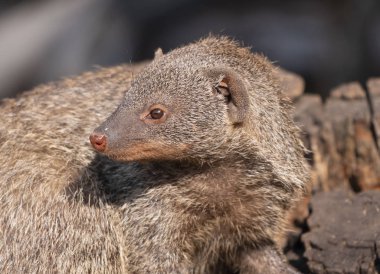 Bantlı firavun faresi (mungos mungo) güneşte istirahat