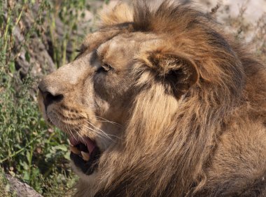 Portre aslan akşam yemeğinden sonra sıcak güneşin tadını