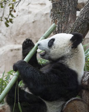 Panda yeşil çim bir arka plan üzerinde gider