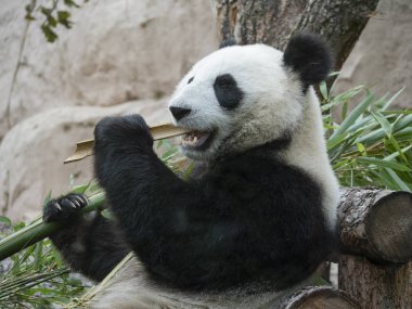 Panda yeşil çim bir arka plan üzerinde gider