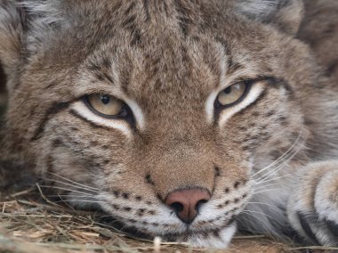 Vaşak barınaktan yırtıcı gözlerle bakıyor.