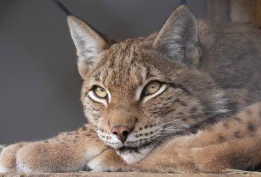 Vaşak barınaktan yırtıcı gözlerle bakıyor.
