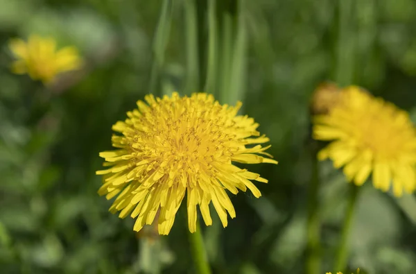 Beautiful yellow dandelion flower on a background of green grass — Stock Photo, Image