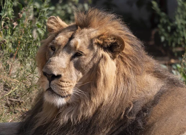 Portrait lion basking in the warm sun after dinner