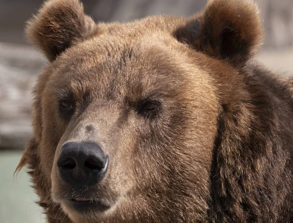 Bruine beer (Ursus arctos) portret op de jacht — Stockfoto