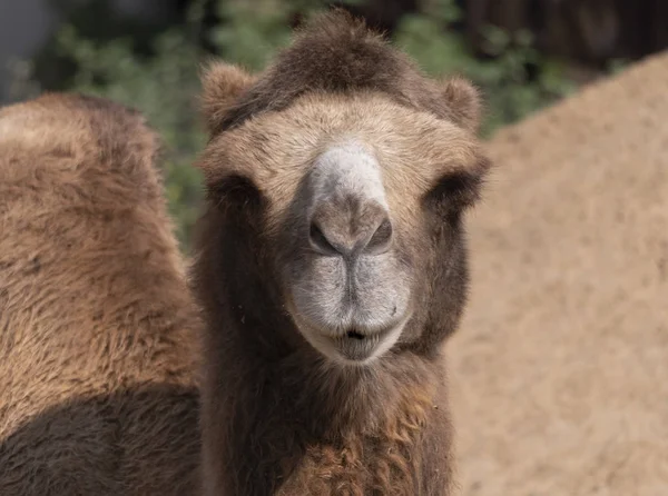 Retrato de um camelo gracioso de duas corcundas descansando na sombra — Fotografia de Stock
