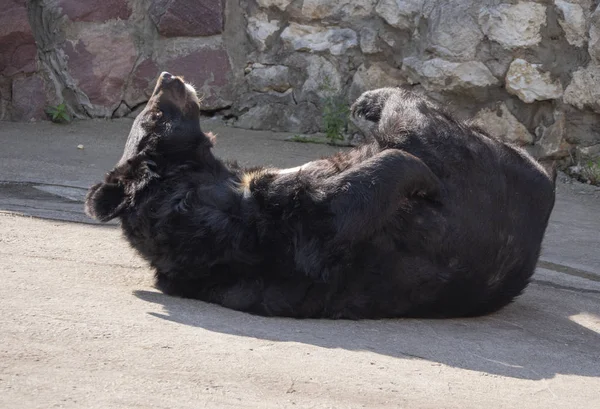 Гималайский медведь или уссурийский черный медведь (Ursus thibetanus ) — стоковое фото