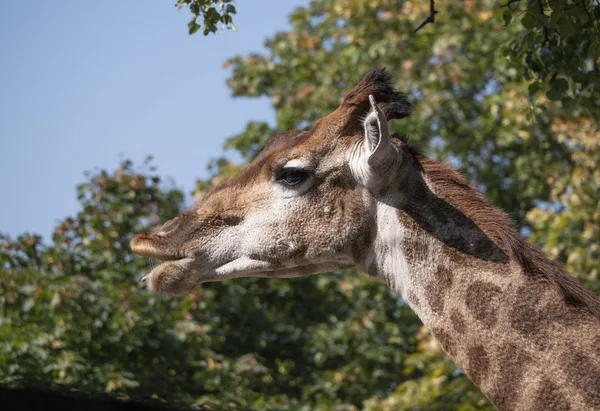 Belle girafe se tient debout sur fond de ciel bleu — Photo