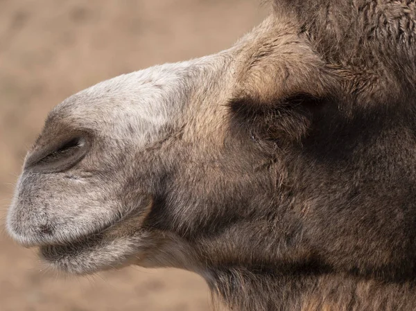 Porträt eines anmutigen zweibuckligen Kamels, das im Schatten ruht — Stockfoto