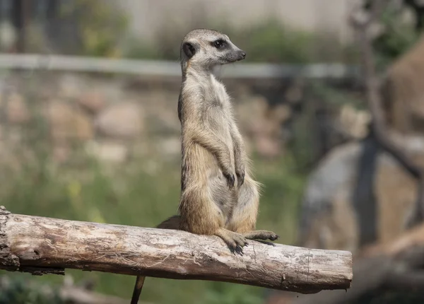 Meerkat ou suricado é um pequeno carnívoro pertencente à família dos mangustos — Fotografia de Stock