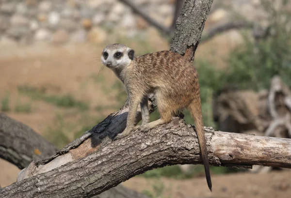 메 르 캇 (Meerkat) 은 몽구스 과에 속하는 작은 육식 동물이다 — 스톡 사진