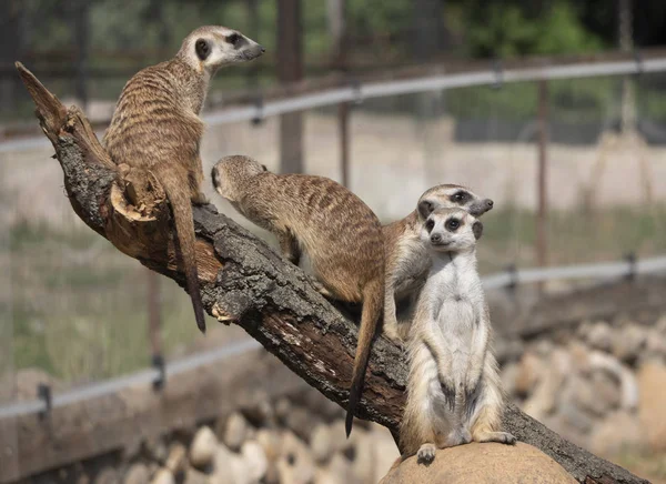 Meerkat lub suricate to mały mięsożerca należący do rodziny mangustów — Zdjęcie stockowe