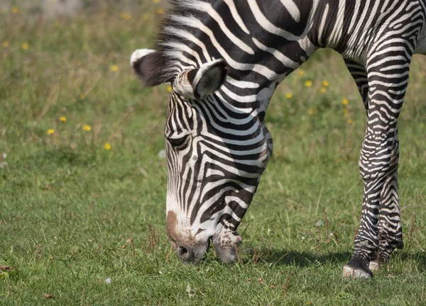 Afrikai gyönyörű Zebra étkezési friss zöld fű — Stock Fotó