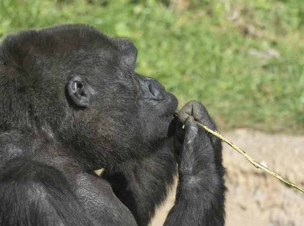 マウンテンゴリラが座って木の枝を食べる — ストック写真