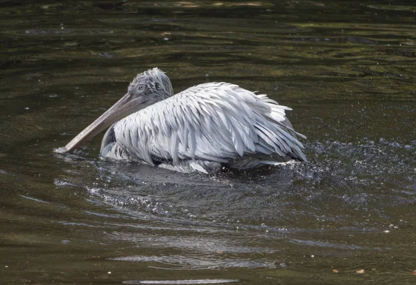 Weißpelikan (pelecanus onocrotalus) auch als östlicher Weißpelikan bekannt — Stockfoto