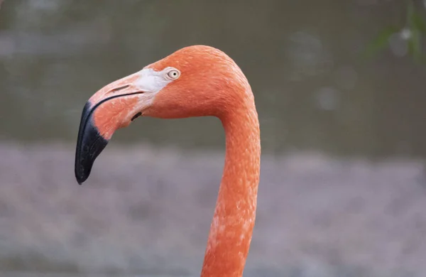 Ritratto di fenicottero rosa in un profilo . — Foto Stock