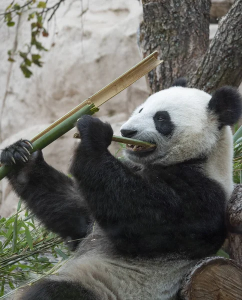 Panda megy a háttérben a zöld fű — Stock Fotó