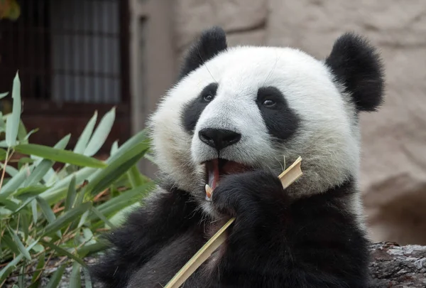 Panda megy a háttérben a zöld fű — Stock Fotó