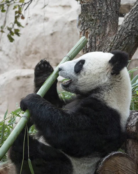 Panda vai em um fundo de grama verde — Fotografia de Stock