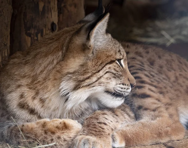 Lynx patrzy z drapieżnych oczu z schronienia — Zdjęcie stockowe