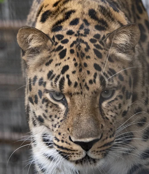 Jaguar innan attacken på offret förbereder sig för att hoppa — Stockfoto