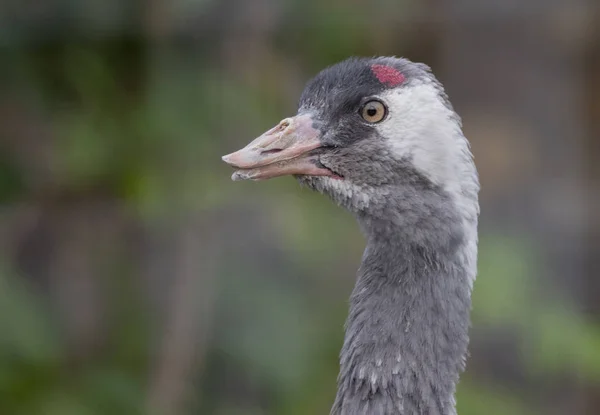 Den rödkrönta kranen Närbild porträtt Grus japonensis även kallad den japanska kranen — Stockfoto