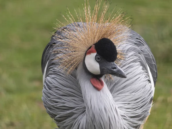 Fågeln, grå kran med blått öga och rödbräken — Stockfoto