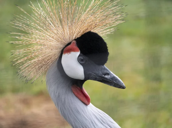Okazałego ptaka, Grey Crowned Crane z niebieskim okiem i czerwonym zwisem — Zdjęcie stockowe