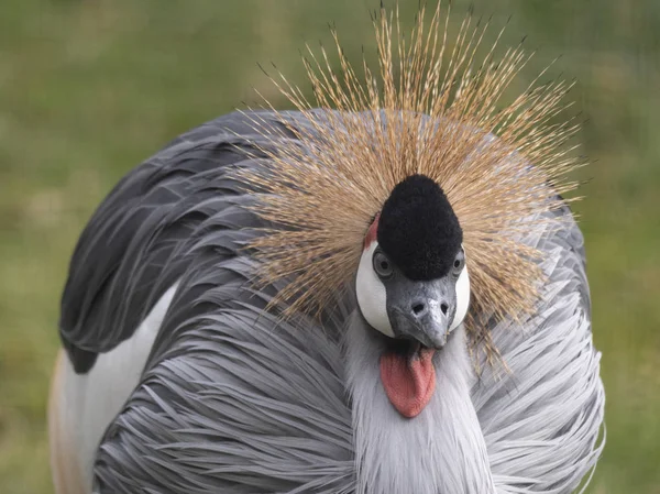 Okazałego ptaka, Grey Crowned Crane z niebieskim okiem i czerwonym zwisem — Zdjęcie stockowe