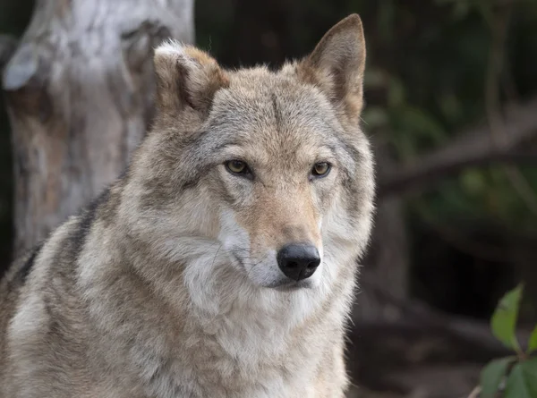 Lobo gris Canis lupus Retrato - animal cautivo — Foto de Stock